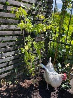 Vlier (Sambucus Nigra) -Green Roots Exporteren Winkel vlier sambucus nigra