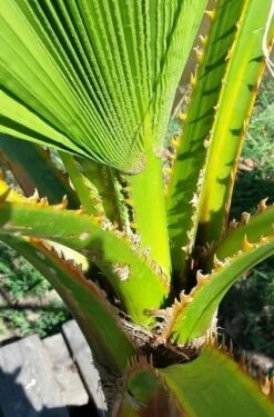 Washingtonia (Washingtonia Robusta) -Green Roots Exporteren Winkel washingtoniarobusta04