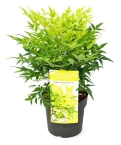 Hemelse Bamboe (Nandina Domestica 'Lemon And Lime') -Green Roots Exporteren Winkel wep 0549