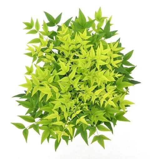 Hemelse Bamboe (Nandina Domestica 'Lemon And Lime') 2 Hemelse Bamboe (Nandina Domestica 'Lemon And Lime') - Afbeelding 2