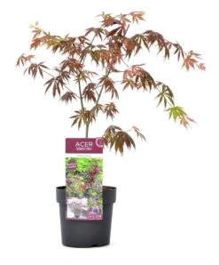 Japanse Esdoorn (Acer Palmatum 'Trompenburg') -Green Roots Exporteren Winkel wep 2333trompenburg