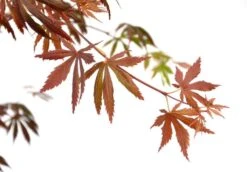 Japanse Esdoorn (Acer Palmatum 'Trompenburg') -Green Roots Exporteren Winkel wep 2336trompenburg