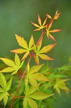 Japanse Esdoorn (Acer Palmatum 'Sangokaku') -Green Roots Exporteren Winkel wep 5072 sangokaku 1