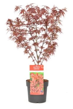 Japanse Esdoorn (Acer Palmatum 'Shaina') -Green Roots Exporteren Winkel wep 8772