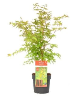 Japanse Esdoorn (Acer Palmatum 'Sangokaku') -Green Roots Exporteren Winkel wep 8839sangokaku 1