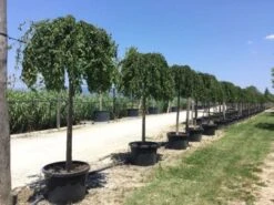 Japanse Treursierkers (Prunus 'White Fountain') -Green Roots Exporteren Winkel white fountaine 1 1