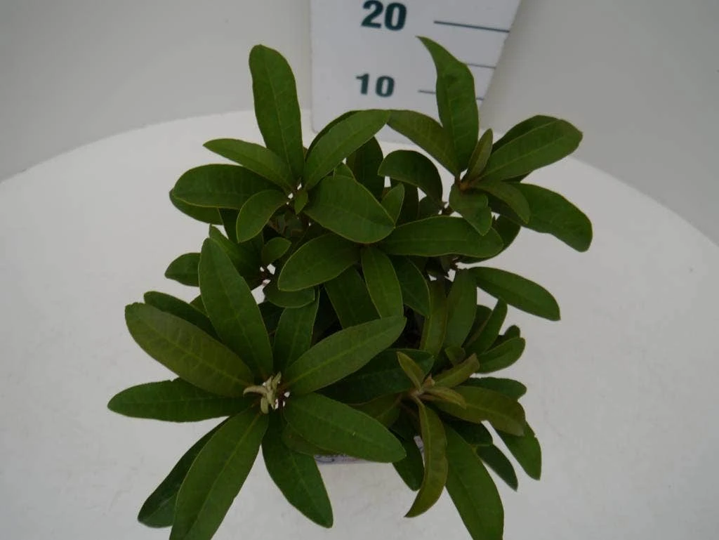 Rhododendron (Rhododendron 'Wilgen's Ruby') 3 Rhododendron (Rhododendron 'Wilgen's Ruby') - Afbeelding 3