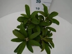 Rhododendron (Rhododendron 'Wilgen's Ruby') -Green Roots Exporteren Winkel wilgens ruby c2 boven 2