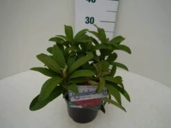 Rhododendron (Rhododendron 'Wilgen's Ruby') 22 Rhododendron (Rhododendron 'Wilgen's Ruby') -Green Roots Exporteren Winkel wilgens ruby c2 zij