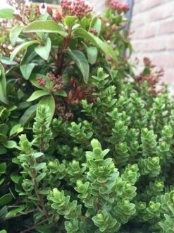 Winterpakket -Green Roots Exporteren Winkel winter img 9632 1