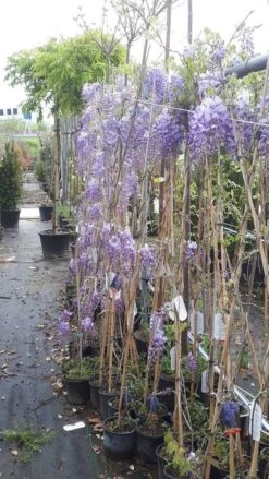 Blauwe Regen (Wisteria Sinensis 'Prolific') -Green Roots Exporteren Winkel wisteria 1