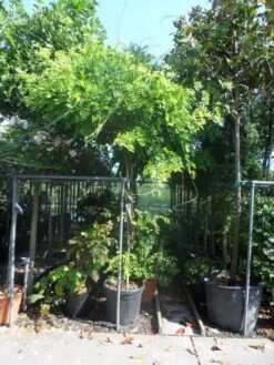 Blauwe Regen Als Boom (Wisteria Sinensis 'Prolific') 9 Blauwe Regen Als Boom (Wisteria Sinensis 'Prolific') -Green Roots Exporteren Winkel wisteria 10 12ho cont