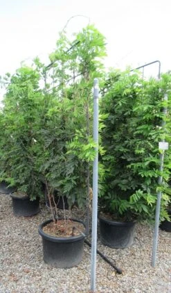 Blauwe Regen Als Leivorm (Wisteria Brachybotrys 'Yokohama Fuji') -Green Roots Exporteren Winkel wisteria 110x180 leivorm 1