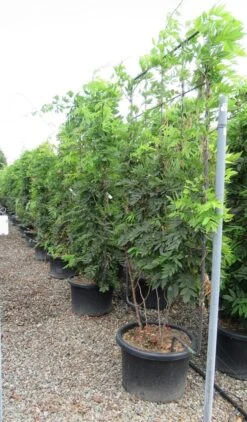 Blauwe Regen Als Leivorm (Wisteria Brachybotrys 'Yokohama Fuji') -Green Roots Exporteren Winkel wisteria 110x180 leivorm 2