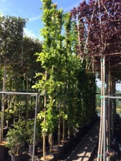 Blauwe Regen (Wisteria Sinensis 'Prolific') -Green Roots Exporteren Winkel wisteria 300 400
