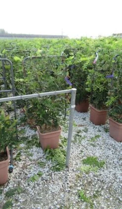 Blauwe Regen Als Leivorm (Wisteria Brachybotrys 'Yokohama Fuji') -Green Roots Exporteren Winkel wisteria 52x110 leivorm