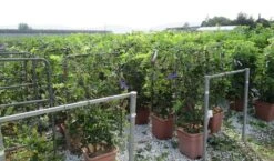Blauwe Regen Als Leivorm (Wisteria Brachybotrys 'Yokohama Fuji') -Green Roots Exporteren Winkel wisteria 52x110 leivorm 2