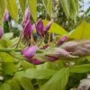Blauwe Regen Op Stam (Wisteria Sinensis 'Rose')