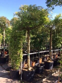 Blauwe Regen Als Boom (Wisteria Sinensis 'Prolific') 10 Blauwe Regen Als Boom (Wisteria Sinensis 'Prolific') -Green Roots Exporteren Winkel wisteria boom blauw 16 18