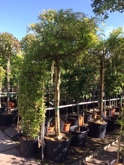 Blauwe Regen Als Boom (Wisteria Sinensis 'Prolific') 4 Blauwe Regen Als Boom (Wisteria Sinensis 'Prolific') - Afbeelding 4