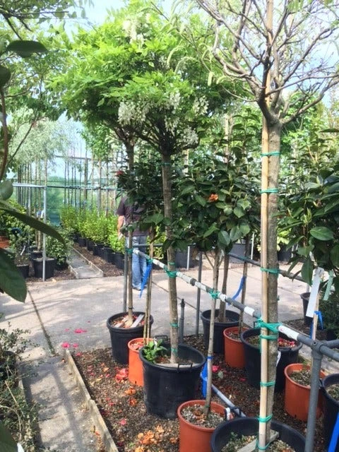 Blauwe Regen Als Boom (Wisteria Sinensis 'Alba') 2 Blauwe Regen Als Boom (Wisteria Sinensis 'Alba') - Afbeelding 2