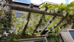 Japanse Blauwe Regen, Wit (Wisteria Floribunda 'Alba') -Green Roots Exporteren Winkel wisteria f. alba 1
