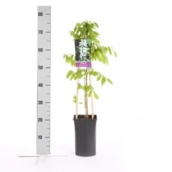 Japanse Blauwe Regen, Wit (Wisteria Floribunda 'Alba') -Green Roots Exporteren Winkel wisteria floribunda alba 1