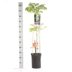 Japanse Blauwe Regen, Wit (Wisteria Floribunda 'Alba') -Green Roots Exporteren Winkel wisteria floribunda alba 1.00 1.25 1