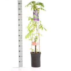 Blauwe Regen, Roze (Wisteria Floribunda 'Rosea') -Green Roots Exporteren Winkel wisteria floribunda rosea 1.00 1.25