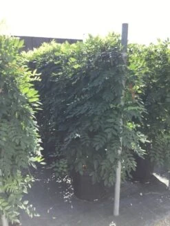 Blauwe Regen Als Leivorm (Wisteria Brachybotrys 'Yokohama Fuji') -Green Roots Exporteren Winkel wisteria lage leivorm 2