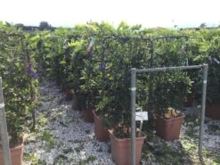 Blauwe Regen Als Leivorm (Wisteria Brachybotrys 'Yokohama Fuji') -Green Roots Exporteren Winkel wisteria lage leivorm c18