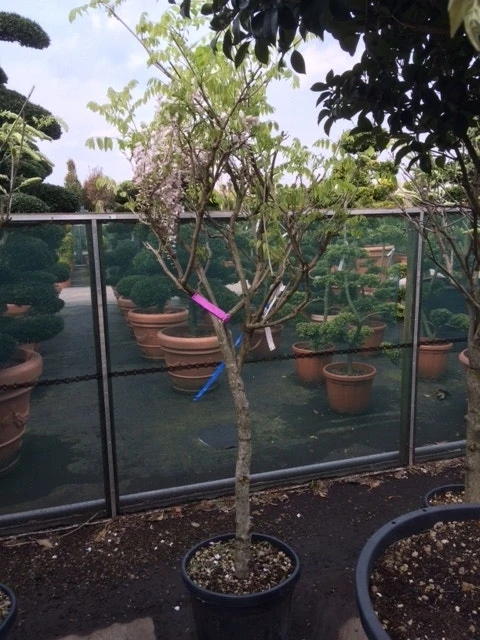 Blauwe Regen Als Boom (Wisteria Sinensis 'Prolific') 5 Blauwe Regen Als Boom (Wisteria Sinensis 'Prolific') - Afbeelding 5