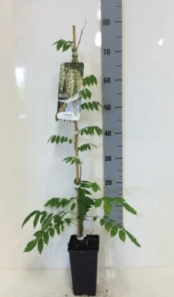 Japanse Blauwe Regen, Wit (Wisteria Floribunda 'Alba') -Green Roots Exporteren Winkel wisteria sin. alba 80 100 c2 1