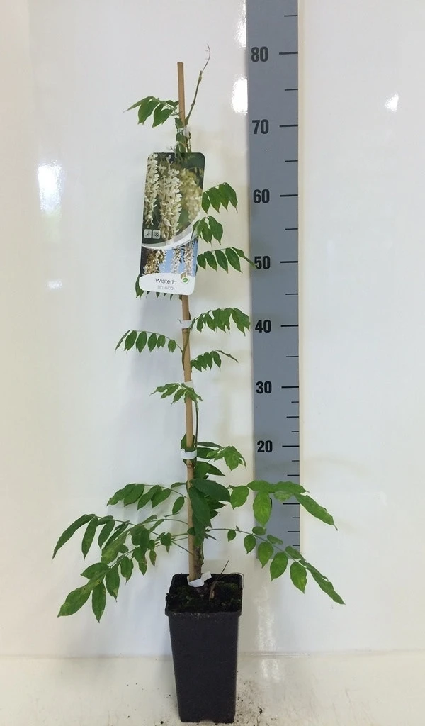 Japanse Blauwe Regen, Wit (Wisteria Floribunda 'Alba') 7 Japanse Blauwe Regen, Wit (Wisteria Floribunda 'Alba') - Afbeelding 7