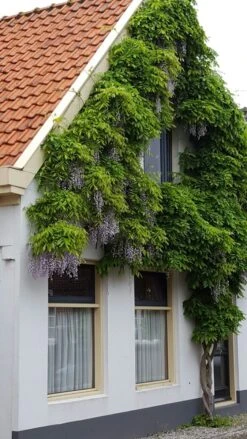 Blauwe Regen (Wisteria Sinensis 'Prolific') -Green Roots Exporteren Winkel wisteria sin. prolific