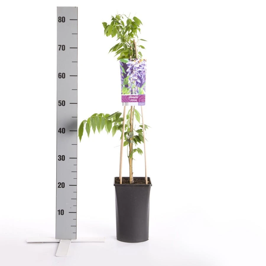 Blauwe Regen (Wisteria Sinensis) 4 Blauwe Regen (Wisteria Sinensis) - Afbeelding 4