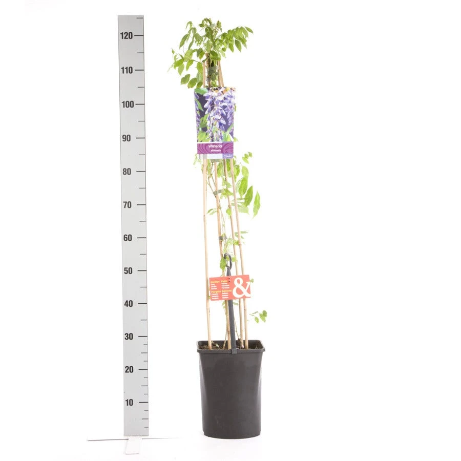 Blauwe Regen (Wisteria Sinensis) 3 Blauwe Regen (Wisteria Sinensis) - Afbeelding 3