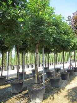 Blauwe Regen Als Boom (Wisteria Sinensis 'Prolific') 13 Blauwe Regen Als Boom (Wisteria Sinensis 'Prolific') -Green Roots Exporteren Winkel wisteria sinensis prolific 16 18