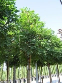 Blauwe Regen Als Boom (Wisteria Sinensis 'Prolific') 12 Blauwe Regen Als Boom (Wisteria Sinensis 'Prolific') -Green Roots Exporteren Winkel wisteria sinensis prolific 16 18 2