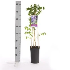 Blauwe Regen (Wisteria Sinensis 'Prolific') -Green Roots Exporteren Winkel wisteria sinensis prolific