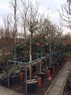 Blauwe Regen Als Boom (Wisteria Sinensis 'Alba') 5 Blauwe Regen Als Boom (Wisteria Sinensis 'Alba') -Green Roots Exporteren Winkel wisteria wit