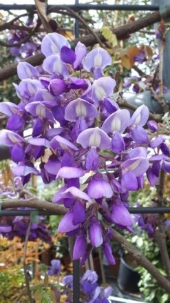 Blauwe Regen Als Leivorm (Wisteria Brachybotrys 'Yokohama Fuji') -Green Roots Exporteren Winkel wisteria yokohama fji