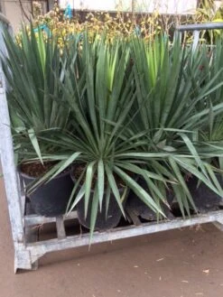 Palmlelie (Yucca Gloriosa) -Green Roots Exporteren Winkel yucca 1