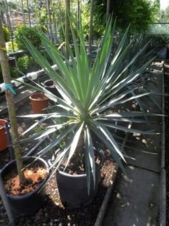 Palmlelie (Yucca Gloriosa) -Green Roots Exporteren Winkel yucca gloriosa 100 125 c50 1