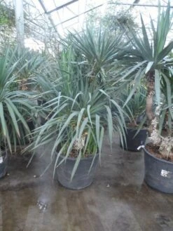 Palmlelie (Yucca Gloriosa) -Green Roots Exporteren Winkel yucca gloriosa 140 160
