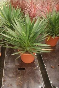 Palmlelie (Yucca Gloriosa) -Green Roots Exporteren Winkel yucca gloriosa 2