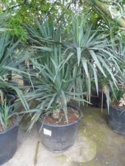 Palmlelie (Yucca Gloriosa) -Green Roots Exporteren Winkel yucca gloriosa boomvorm c130 1