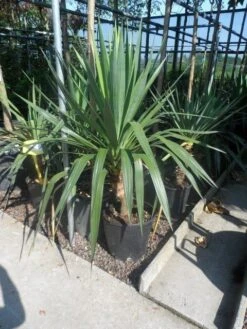 Palmlelie (Yucca Gloriosa) -Green Roots Exporteren Winkel yucca gloriosa c20 60 80