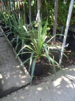 Palmlelie (Yucca Gloriosa) -Green Roots Exporteren Winkel yucca gloriosa c7 10