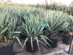 Palmlelie (Yucca Gloriosa) -Green Roots Exporteren Winkel yuccagloriosac30